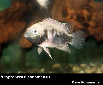 Panamius panamensis