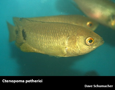 Ctenopoma petherici