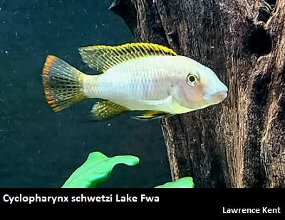 Cyclopharynx schwetzi Lake Fwa