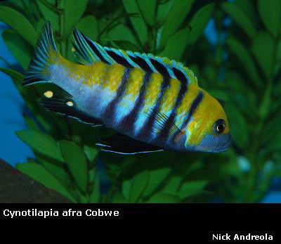 Cynotilapia zebroides Cobwe "Orange Back"