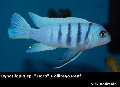 Cynotilapia sp. "Hara" Gallireya Reef