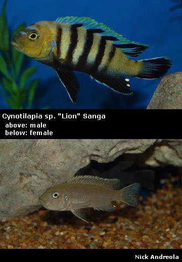 Cynotilapia sp. "Lion" Sanga