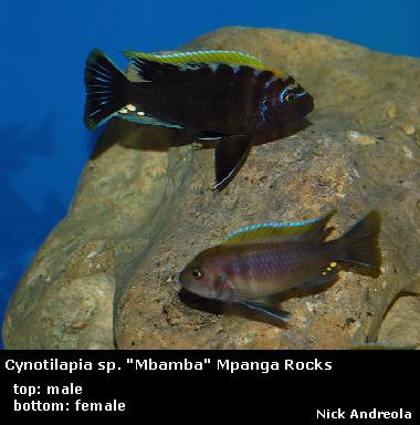Cynotilapia aurifrons Luwino Reef