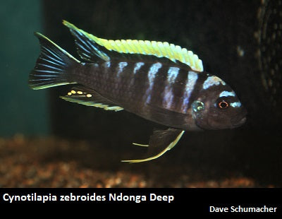 Cynotilapia zebroides Ndonga Deep "Black"