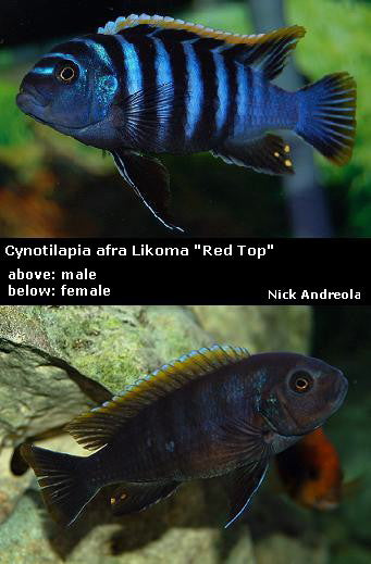 Cynotilapia zebroides Likoma "Red Top"