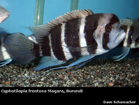 Cyphotilapia frontosa Magara