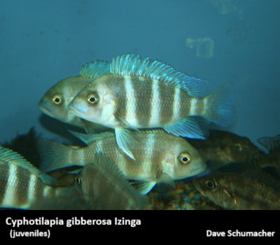 Cyphotilapia gibberosa Izinga "Blue"