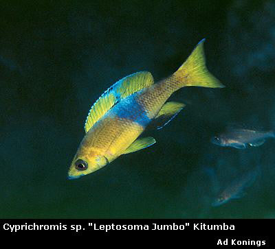 Cyprichromis sp. "Brilliant Jumbo" Kitumba