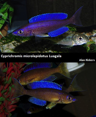 Cyprichromis microlepidotus Luagala "Blue Safari"
