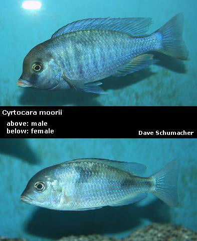 Cyrtocara moorii "Blue Dolphin"