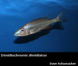 Dimidiochromis dimidiatus