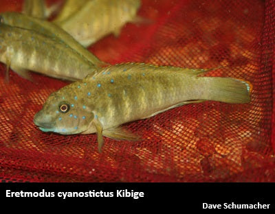 Eretmodus cyanostictus Kibige "Blue Dot"