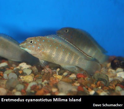 Eretmodus cyanostictus Milima Island "Blue Dot"