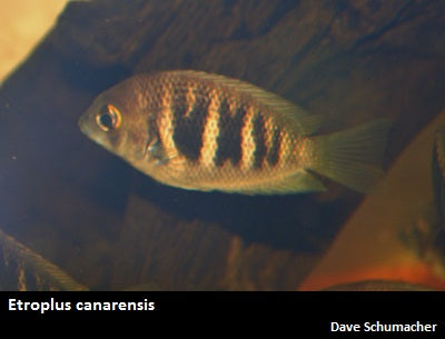 Etroplus canarensis India
