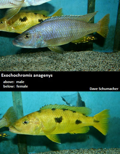 Exochochromis anagenys