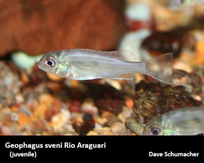Geophagus sveni Rio Araguari