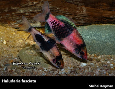 Haludaria fasciata "Melon Barb"