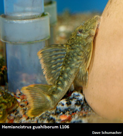 Hemiancistrus guahibborum L106 Colombia "Spotted Orange Seam Pleco"