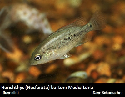 Herichthys (Nosferatu) bartoni Media Luna