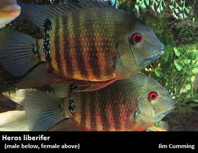 Heros liberifer "Mouthbrooding Severum"
