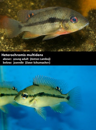Heterochromis multidens