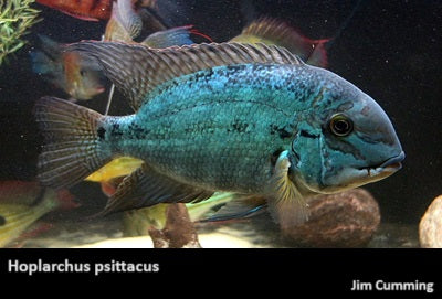 Hoplarchus psittacus "True Parrot Cichlid"