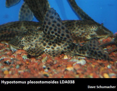 Hypostomus plecostomoides LDA038 Colombia