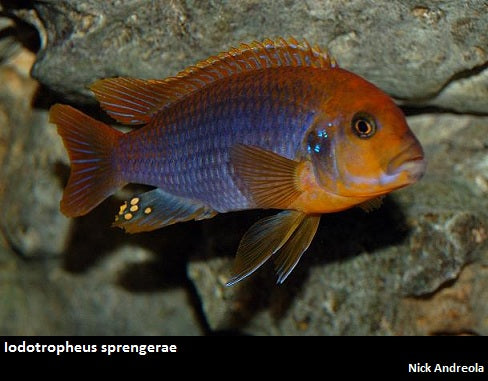 Iodotropheus sprengerae "Rusty"