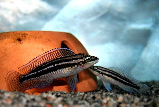 Julidochromis dickfeldi