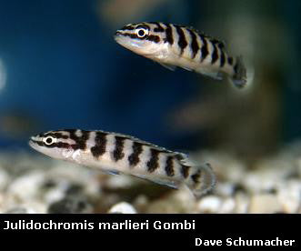 Julidochromis sp. "Ornatus Kombe" Kombe
