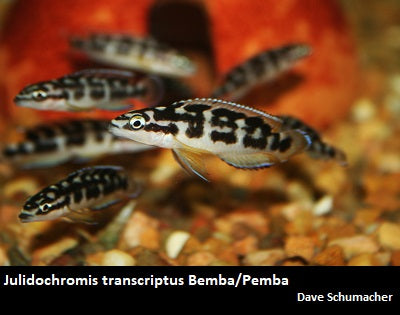 Julidochromis transcriptus Bemba