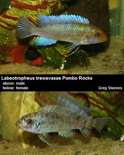 Labeotropheus trewavasae Pombo Rocks "Yellow Head"