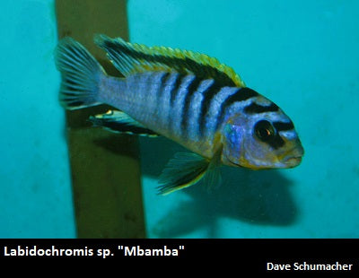 Labidochromis sp. "Mbamba" Mbamba Bay