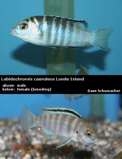 Labidochromis caeruleus Lundo Island "Zebra Lab"