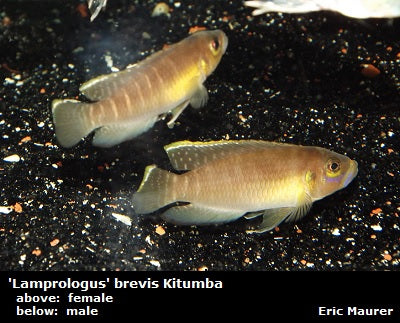 'Lamprologus' brevis Kitumba "Orange Belly"