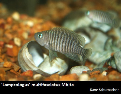 'Lamprologus' multifasciatus Mbita