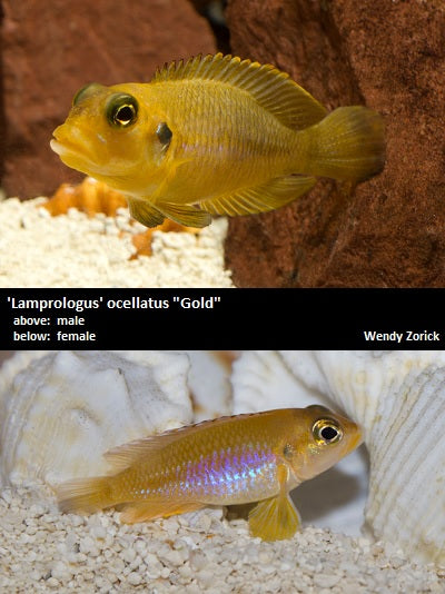 'Lamprologus' ocellatus "Gold"