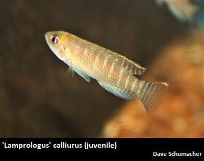 'Lamprologus' calliurus