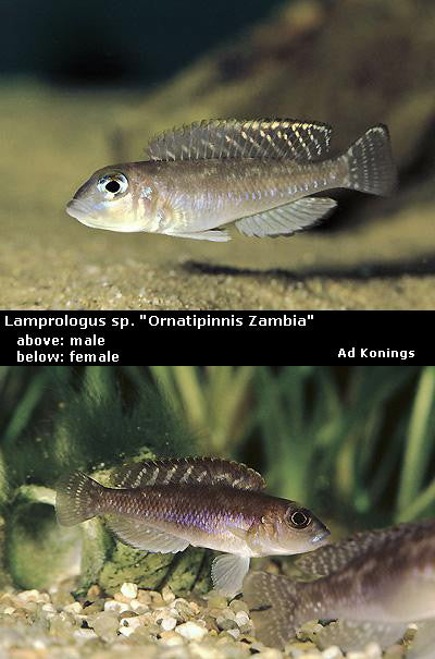 'Lamprologus' sp. "Ornatipinnis Zambia"