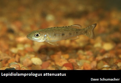 Lepidiolamprologus attenuatus Kigoma