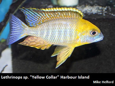 Lethrinops sp. "Yellow Collar" Harbour Island