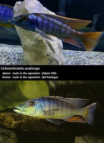 Lichnochromis acuticeps "Malawi Gar"