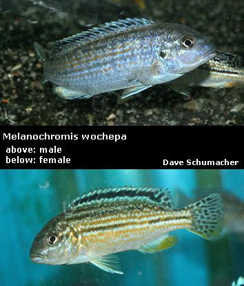 Melanochromis wochepa Lumessi "Dialeptos Blue"
