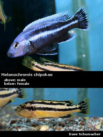 Melanochromis chipokae Chidunga Rocks