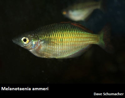 Melanotaenia ammeri Dave s Rare Aquarium Fish