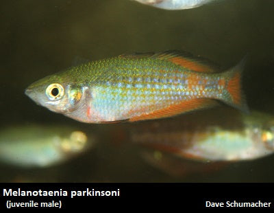 Melanotaenia parkinsoni