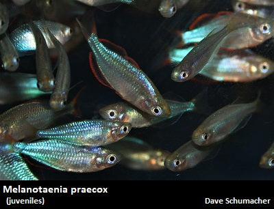 Melanotaenia praecox "Dwarf Neon Rainbow"