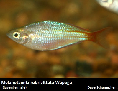 Melanotaenia rubrivittata Wapoga "Red Laser"