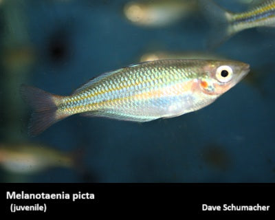 Melanotaenia picta "Aru II"