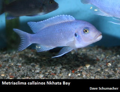 Metriaclima callainos Nkhata Bay ''Cobalt Zebra''